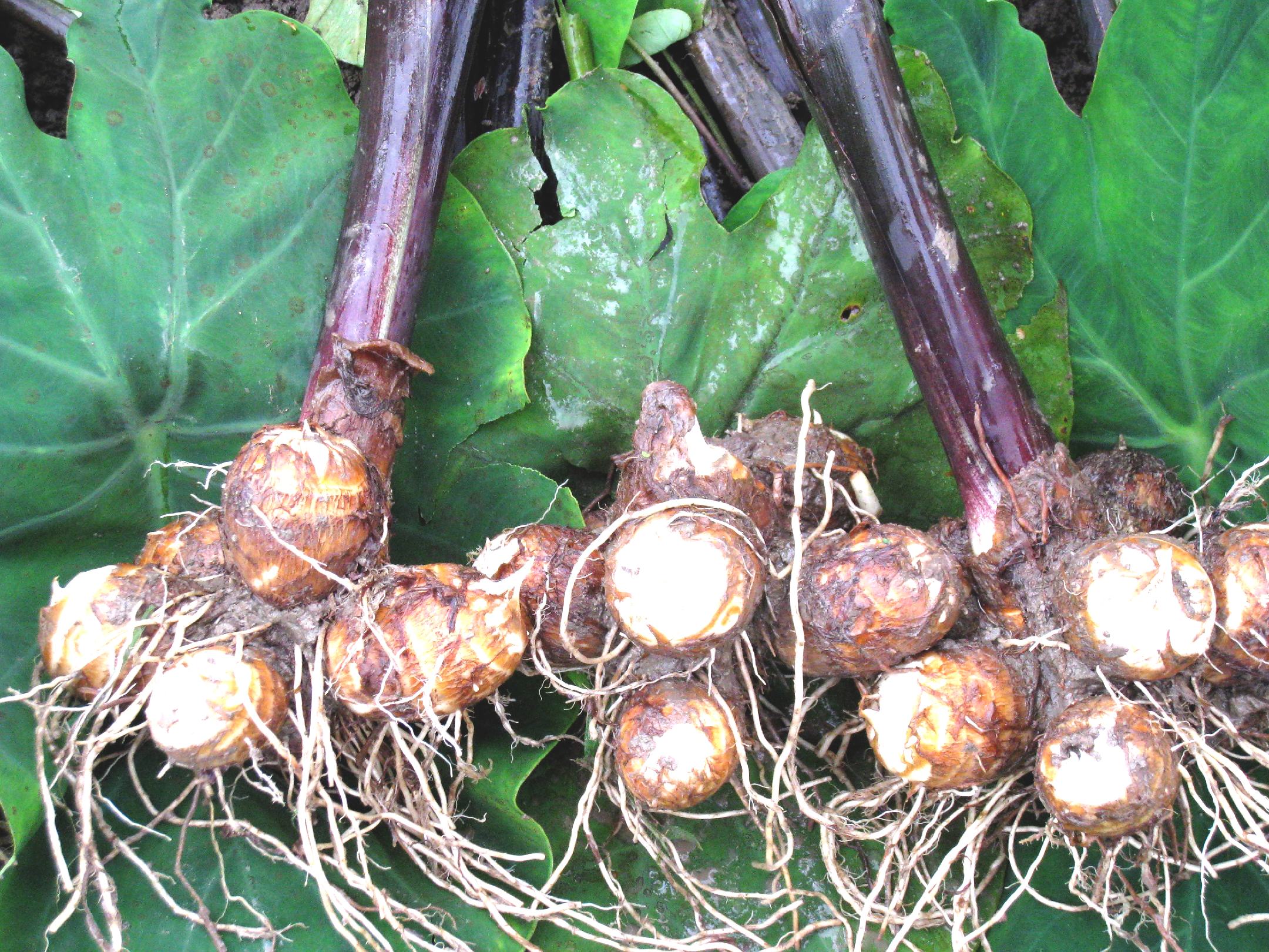 白色恋人彩叶芋块茎采收过程