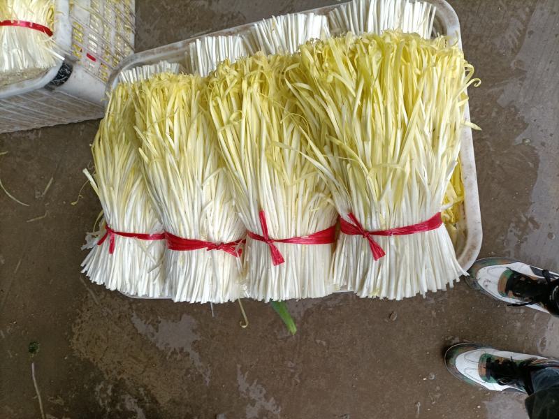 广东佛山市南海区中南市场精品韭黄