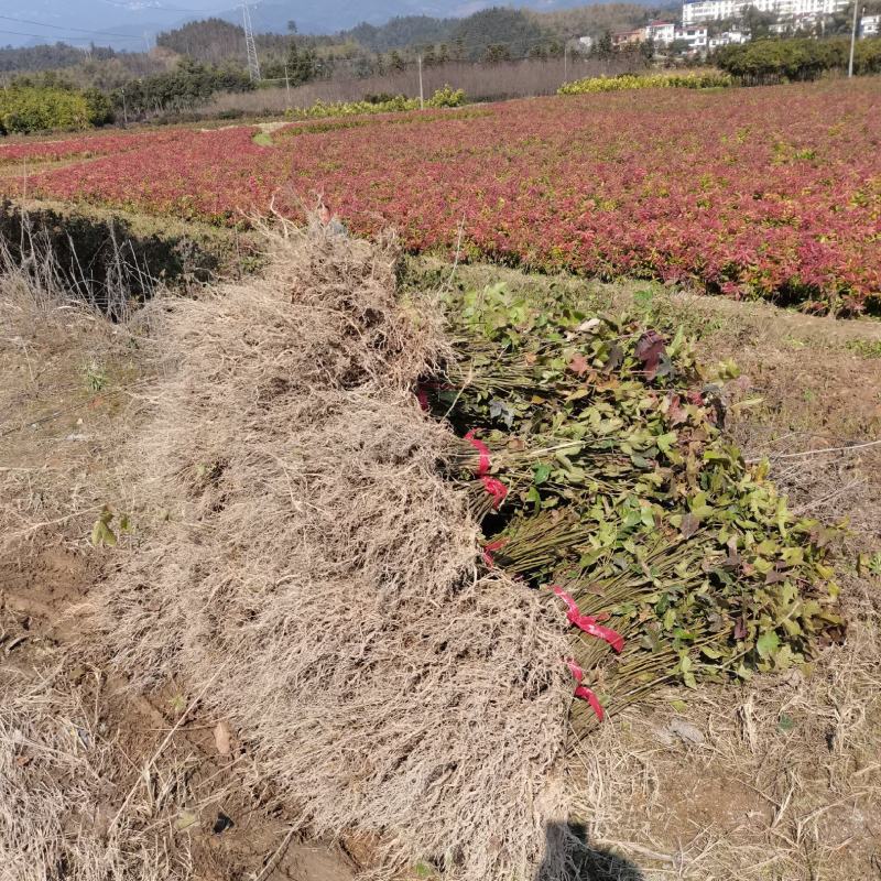 枫香苗