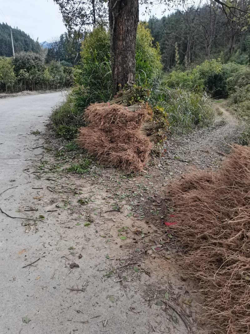 枫香苗