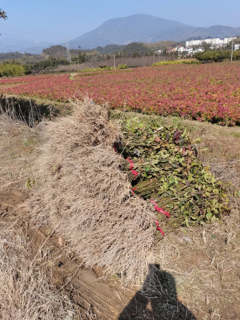 枫香苗