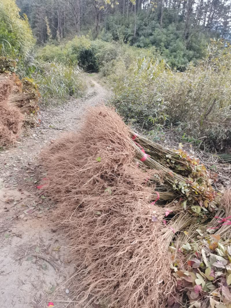 枫香苗