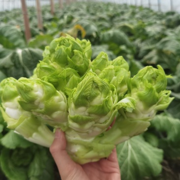 浙江慈溪自种大棚儿菜现挖现发