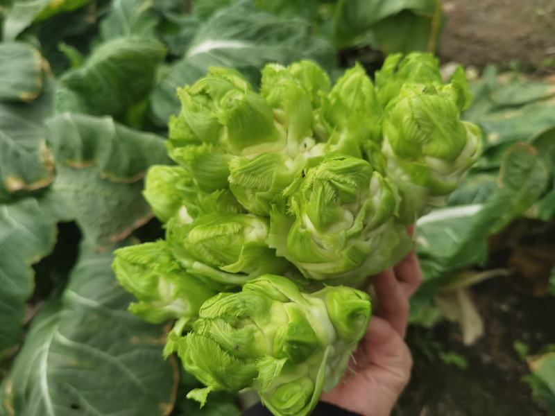 浙江慈溪自种大棚儿菜现挖现发