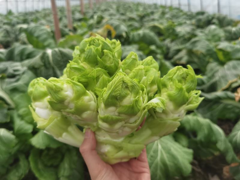 浙江慈溪自种大棚儿菜现挖现发