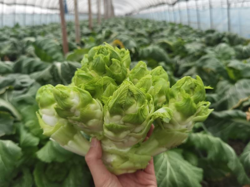 浙江慈溪自种大棚儿菜现挖现发