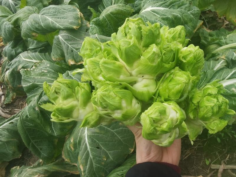 浙江慈溪自种大棚儿菜现挖现发