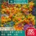 多彩花米多彩米少数民族特产特色花米饭可煮饭包邮