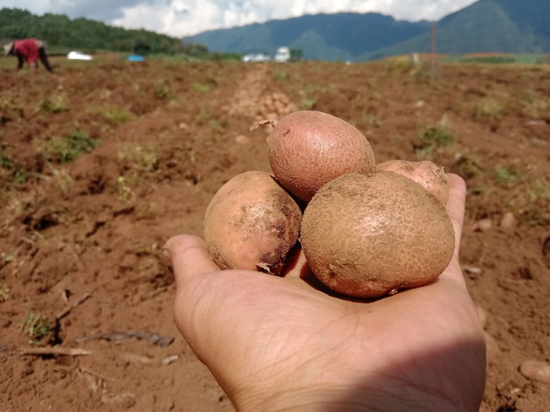 小土豆-黄心土豆，红皮黄皮均有，精选50克左右