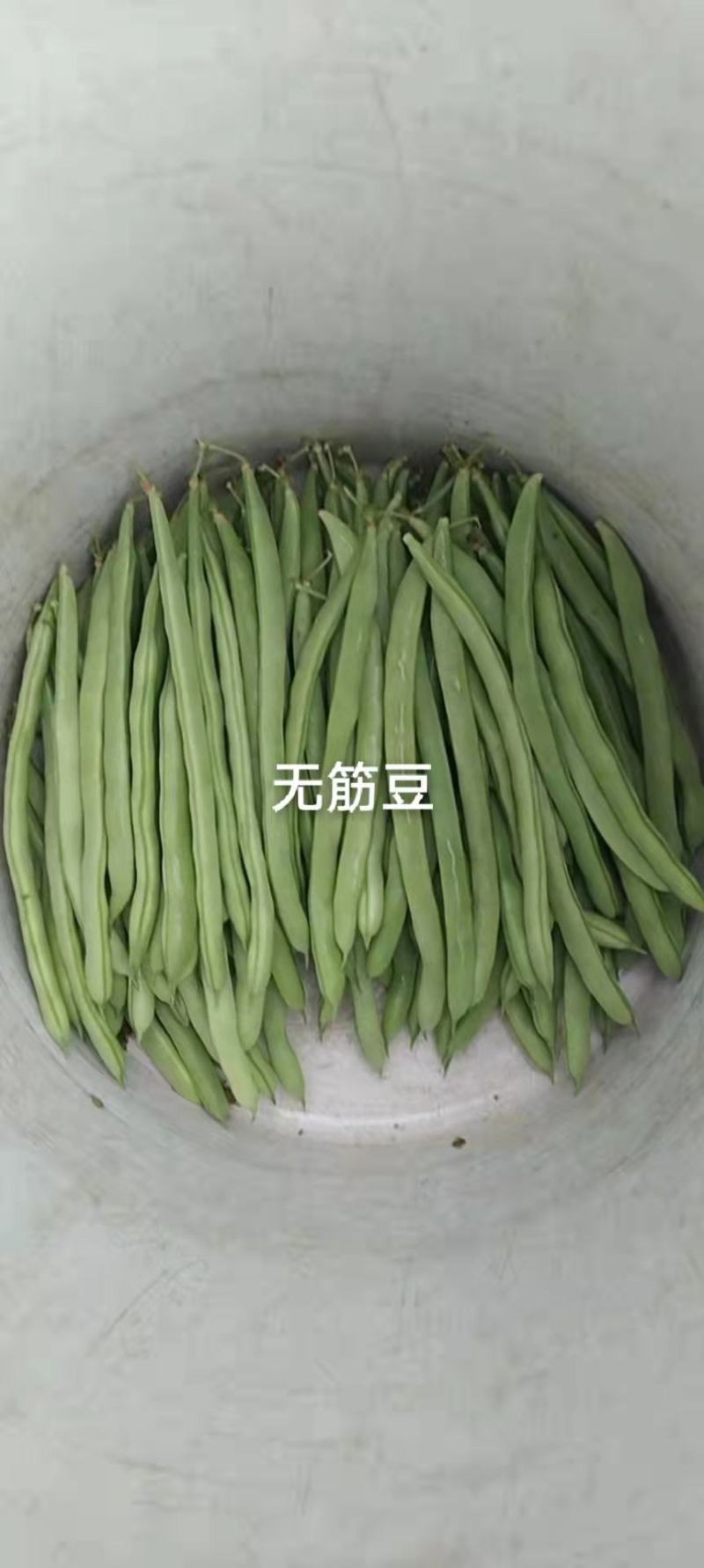 (不包邮)露地种植无筋豆