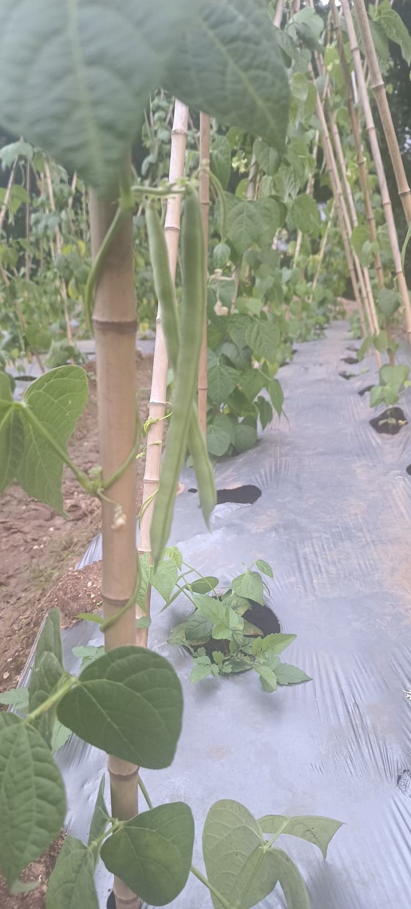 (不包邮)露地种植无筋豆