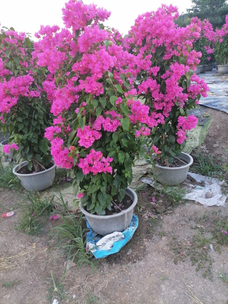 各种各样的规格都有