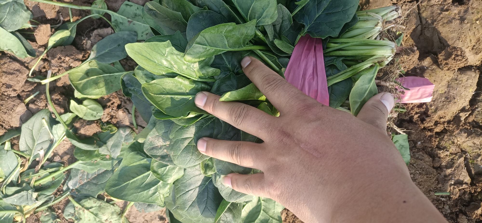 超市生鲜区货架上摆放着透明盒装的红叶菠菜,叶片新鲜挺括,红绿相间色彩对比强烈,包装贴有有机认证标签和二维码溯源信息,旁边配有‘高抗氧化’‘天然花青素’等宣传立牌 红叶菠菜在超市货架上的陈列效果