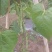 《不包邮》露天种植四季豆