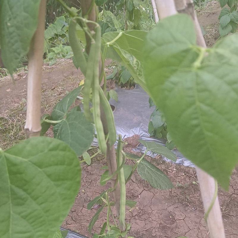 《不包邮》露天种植四季豆