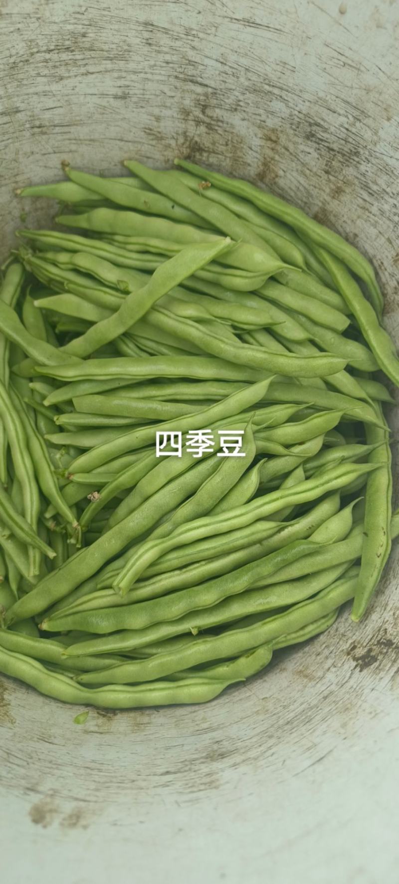 《不包邮》露天种植四季豆