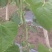 《不包邮》露天种植四季豆