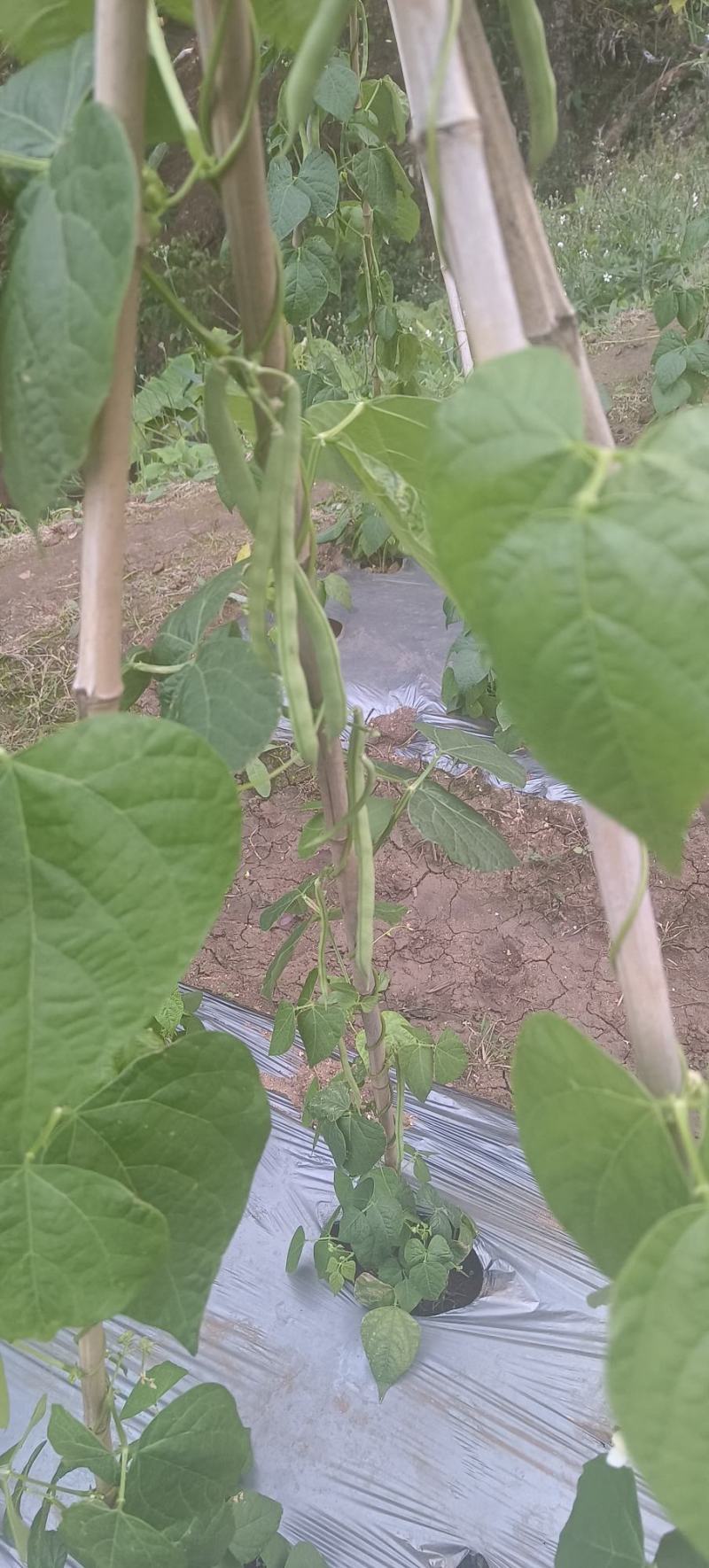 《不包邮》露天种植四季豆