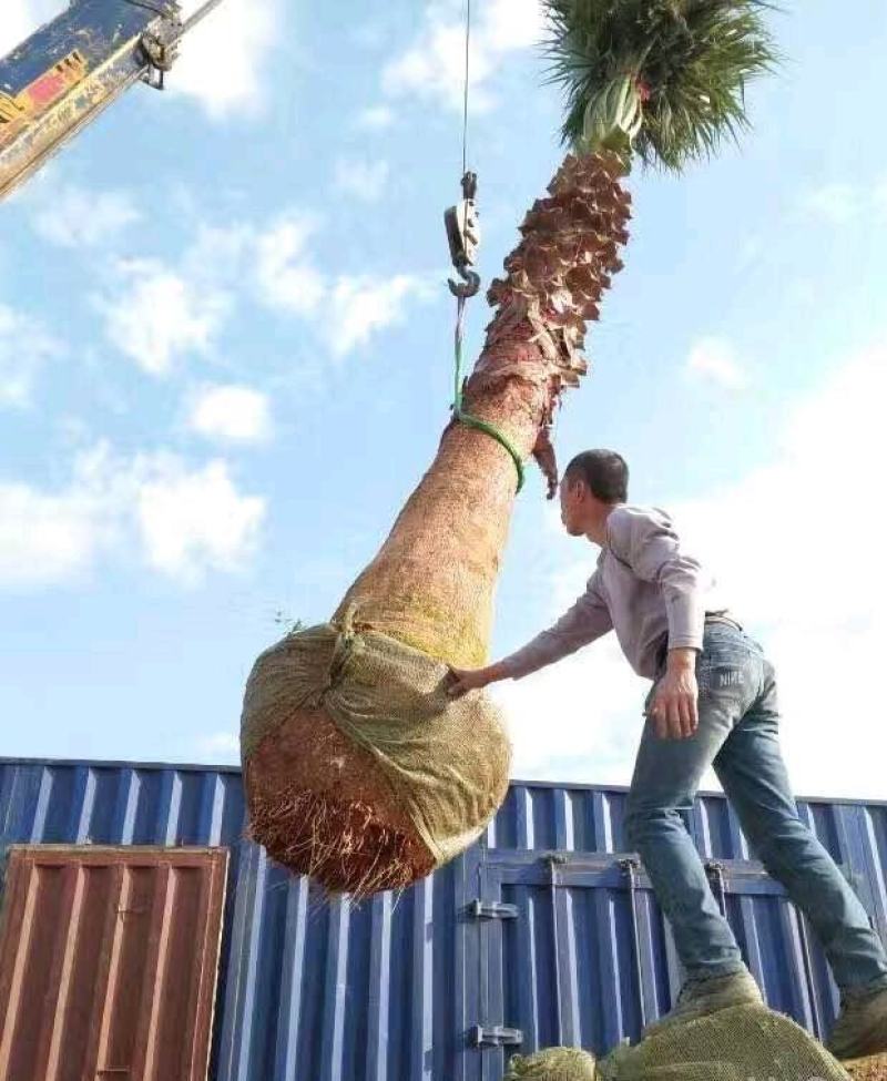 老人葵