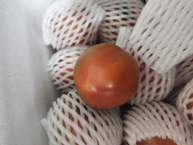 山东海阳草莓西红柿水果西红柿自产自销品质保证