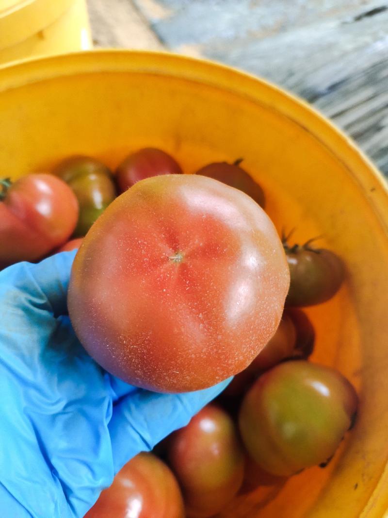 山东海阳草莓西红柿水果西红柿自产自销品质保证