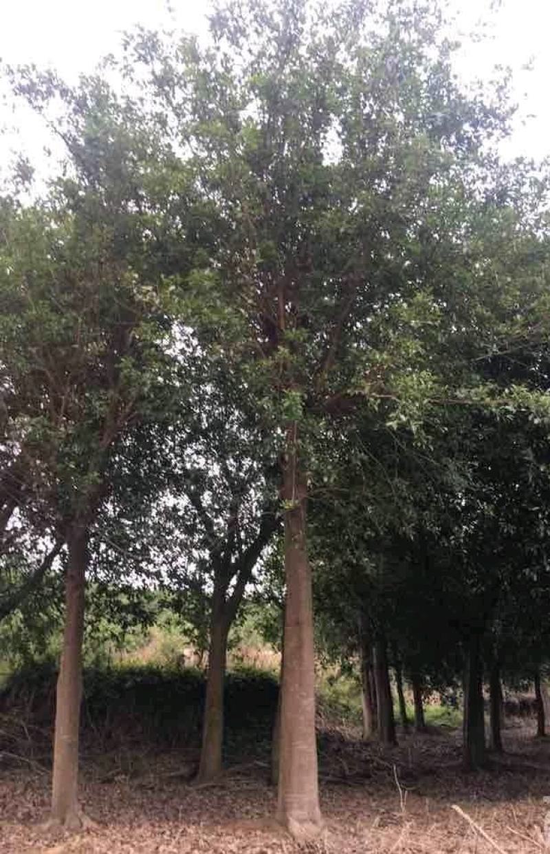 红皮榕