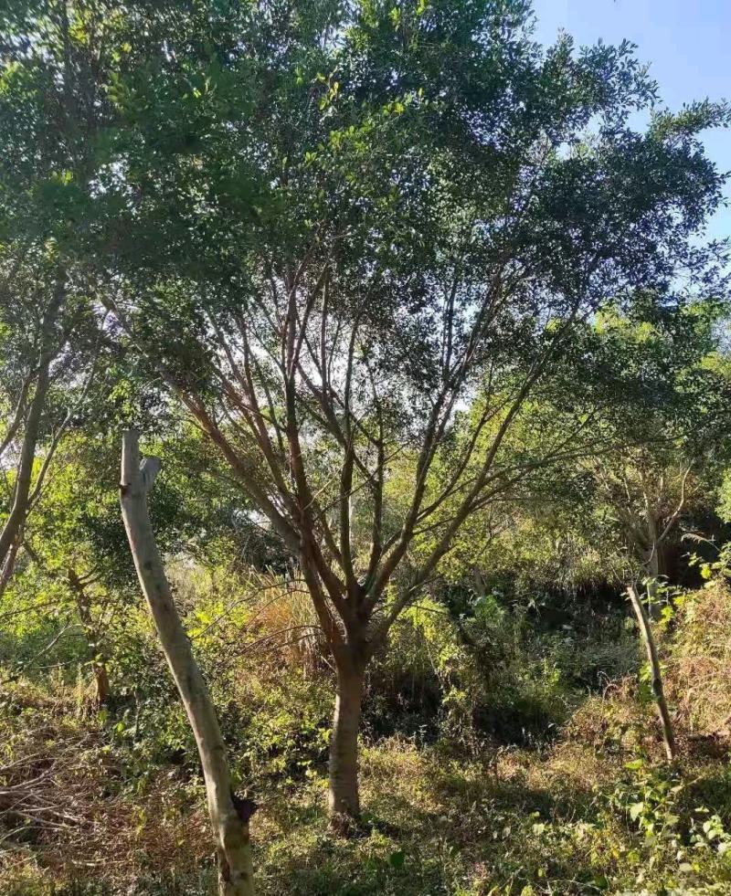 红皮榕