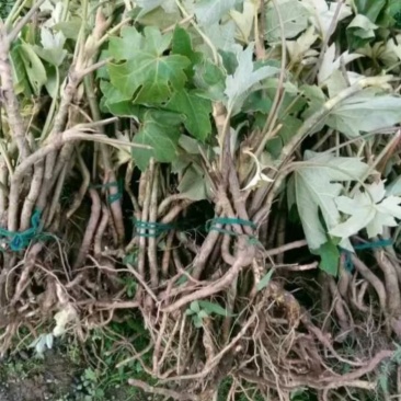 通草种苗
