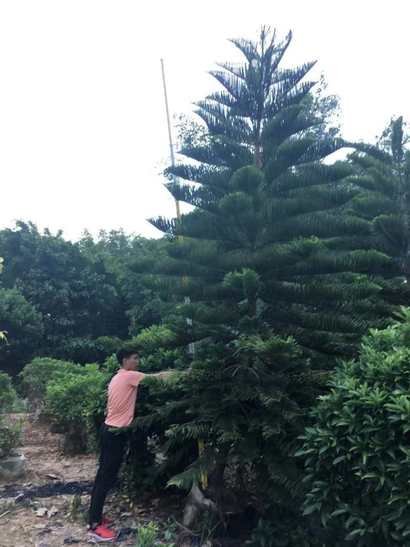 南洋杉