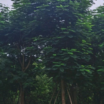 凤凰木