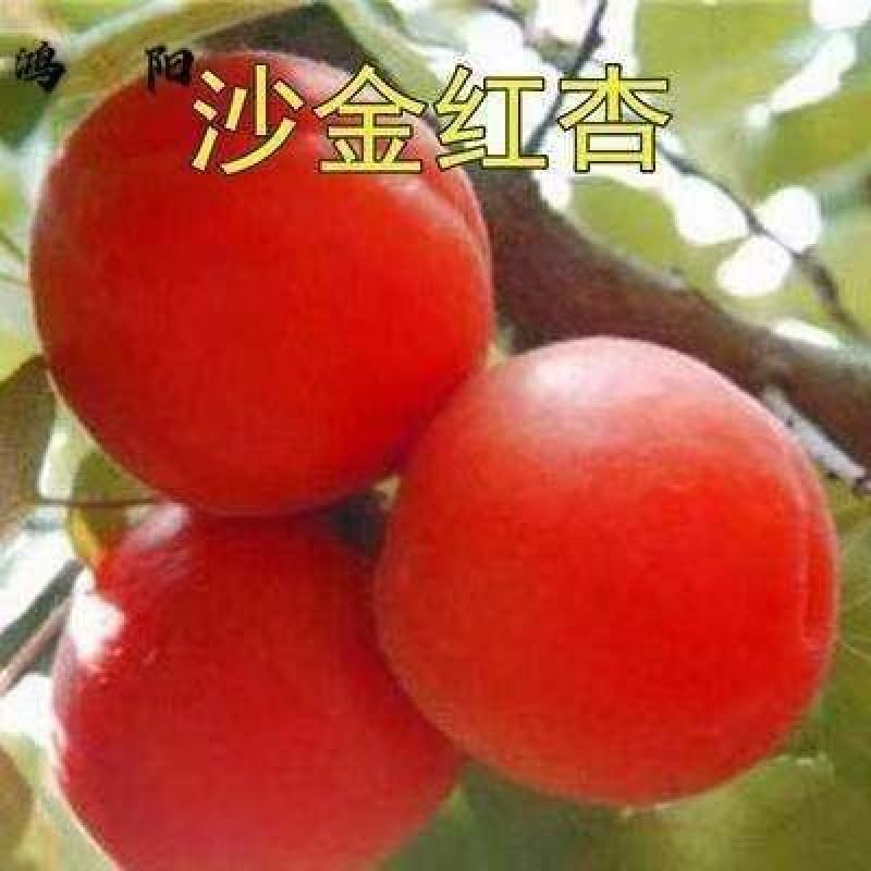杏树苗,金沙红,丰园红