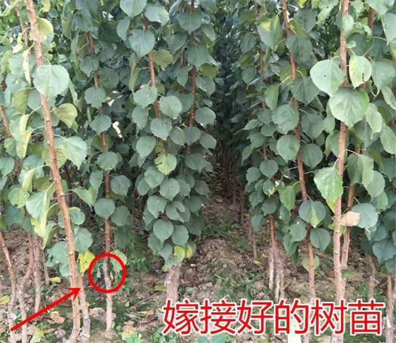 杏树苗,金沙红,丰园红