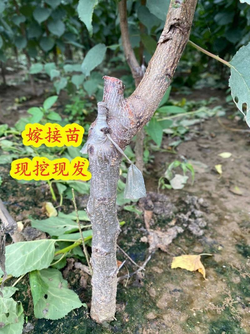 杏树苗,金沙红,丰园红