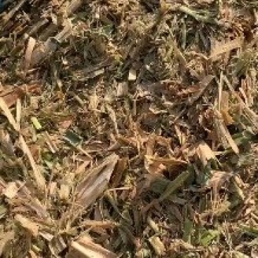 金牧粮草，不是秸秆，青贮