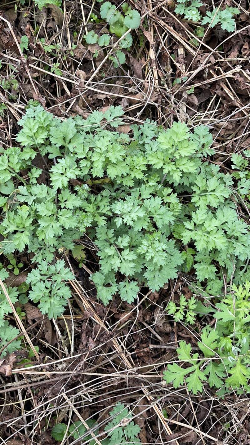 大量收购新鲜野生艾草