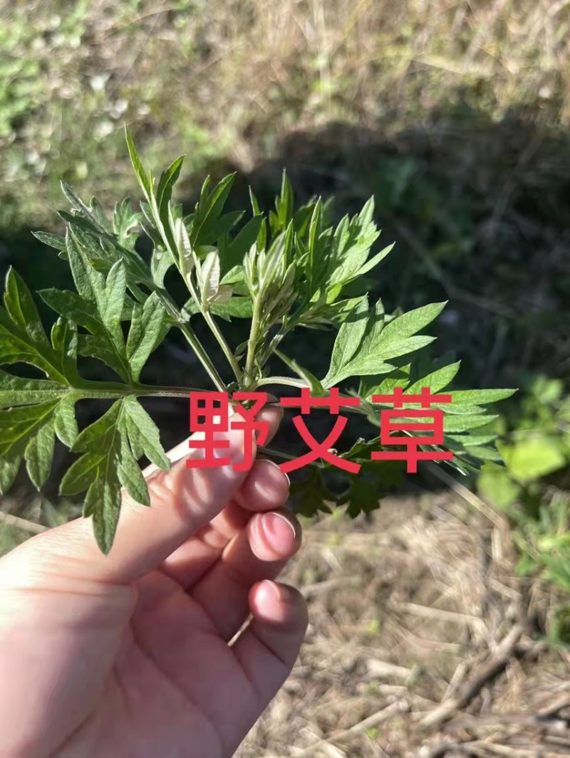 大量收购新鲜野生艾草