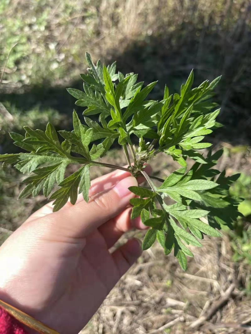 大量收购新鲜野生艾草