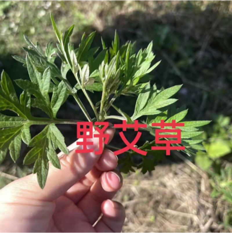 大量收购新鲜野生艾草