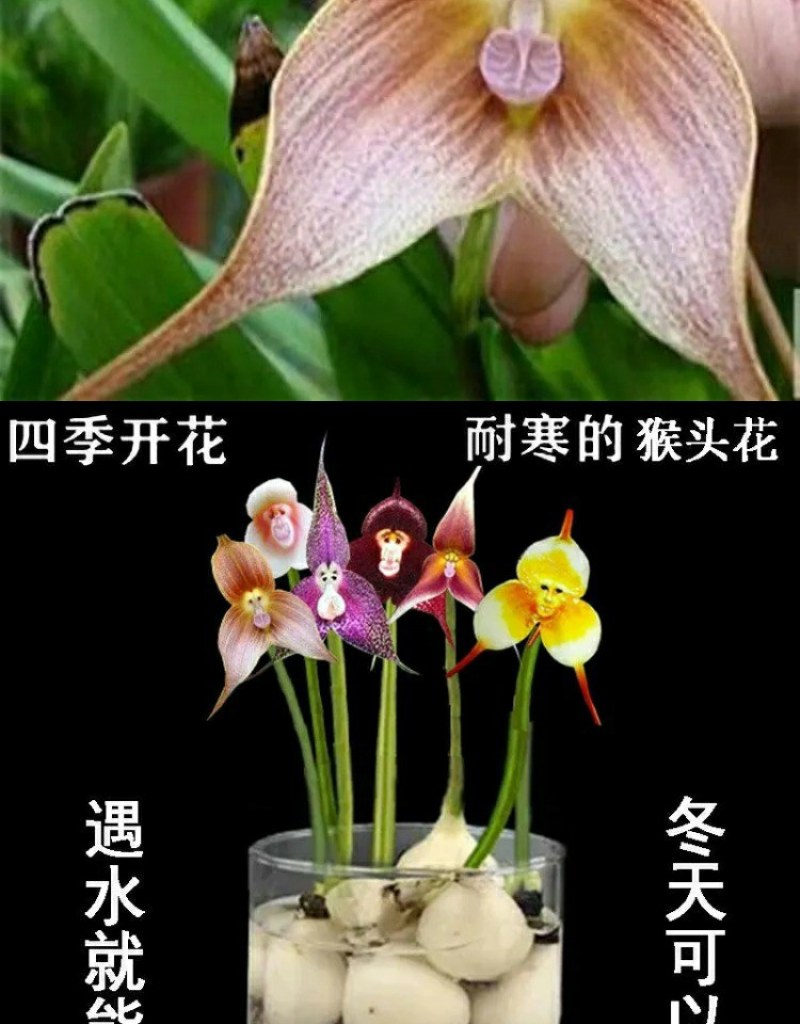 四季开花猴面小龙兰花苗耐寒盆栽花卉猴头兰花阳台水培水生养