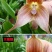 四季开花猴面小龙兰花苗耐寒盆栽花卉猴头兰花阳台水培水生养