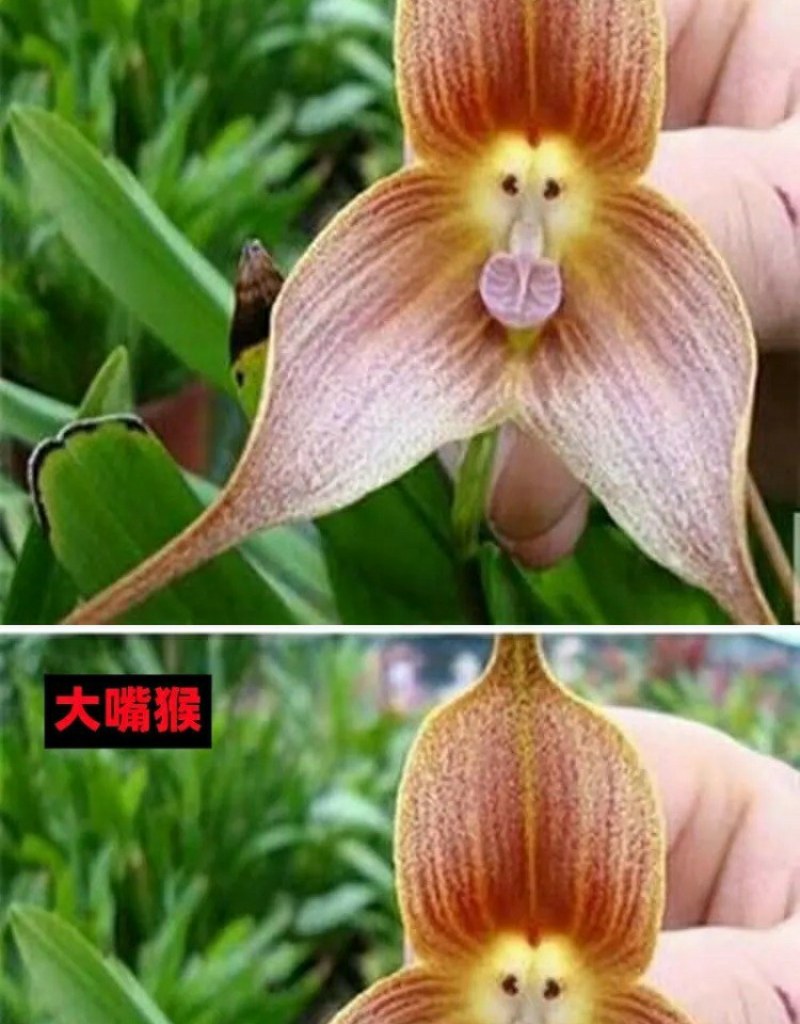 四季开花猴面小龙兰花苗耐寒盆栽花卉猴头兰花阳台水培水生养