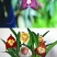 四季开花猴面小龙兰花苗耐寒盆栽花卉猴头兰花阳台水培水生养