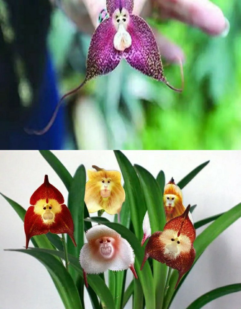 四季开花猴面小龙兰花苗耐寒盆栽花卉猴头兰花阳台水培水生养