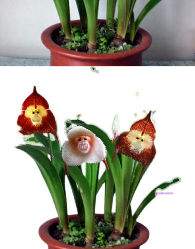 四季开花猴面小龙兰花苗耐寒盆栽花卉猴头兰花阳台水培水生养