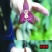 四季开花猴面小龙兰花苗耐寒盆栽花卉猴头兰花阳台水培水生养