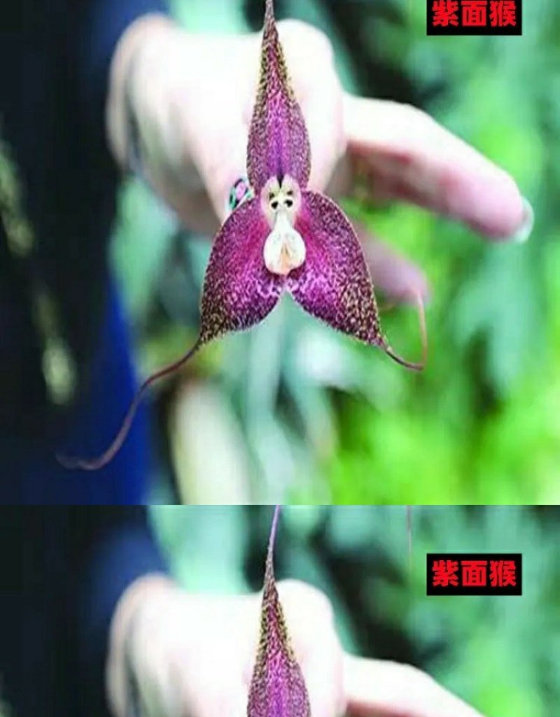 四季开花猴面小龙兰花苗耐寒盆栽花卉猴头兰花阳台水培水生养