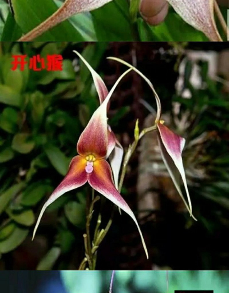 四季开花猴面小龙兰花苗耐寒盆栽花卉猴头兰花阳台水培水生养