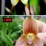 四季开花猴面小龙兰花苗耐寒盆栽花卉猴头兰花阳台水培水生养