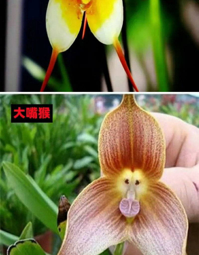 四季开花猴面小龙兰花苗耐寒盆栽花卉猴头兰花阳台水培水生养