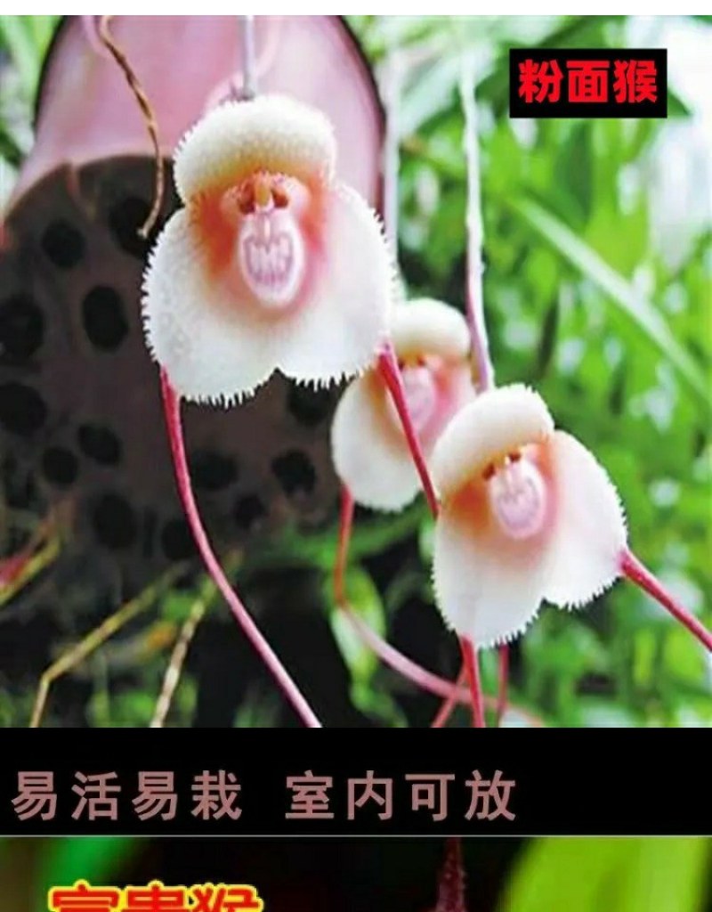 四季开花猴面小龙兰花苗耐寒盆栽花卉猴头兰花阳台水培水生养